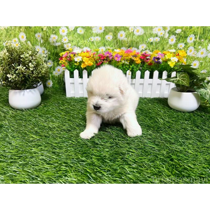 販売中の東京都のサモエド-450324の2枚目