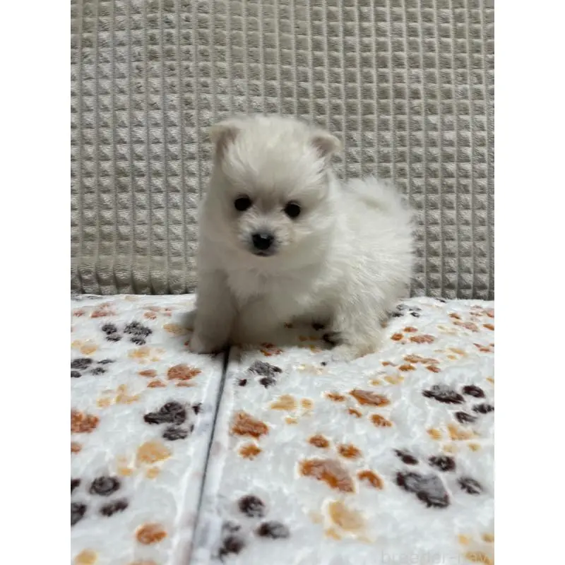 販売中の大阪府のポメラニアン-451703の10枚目