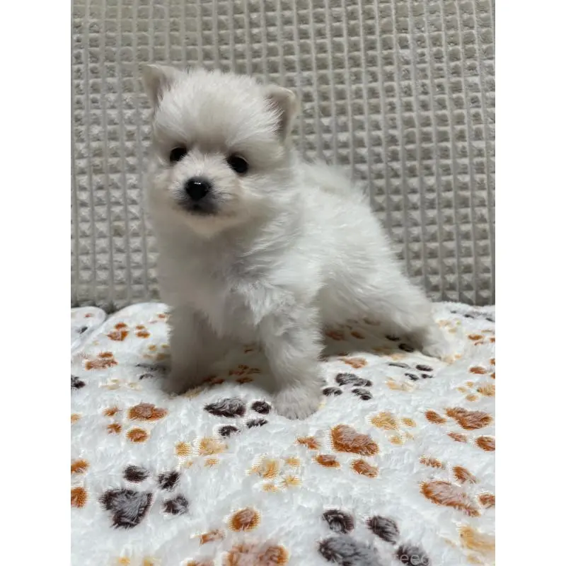 販売中の大阪府のポメラニアン-451703の9枚目