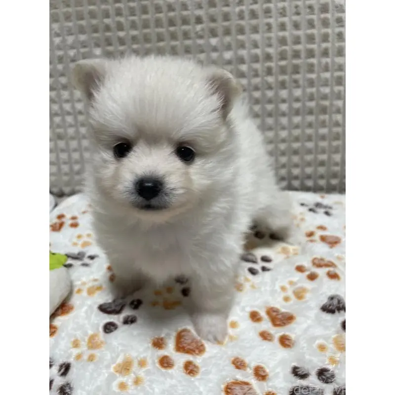 販売中の大阪府のポメラニアン-451703の8枚目