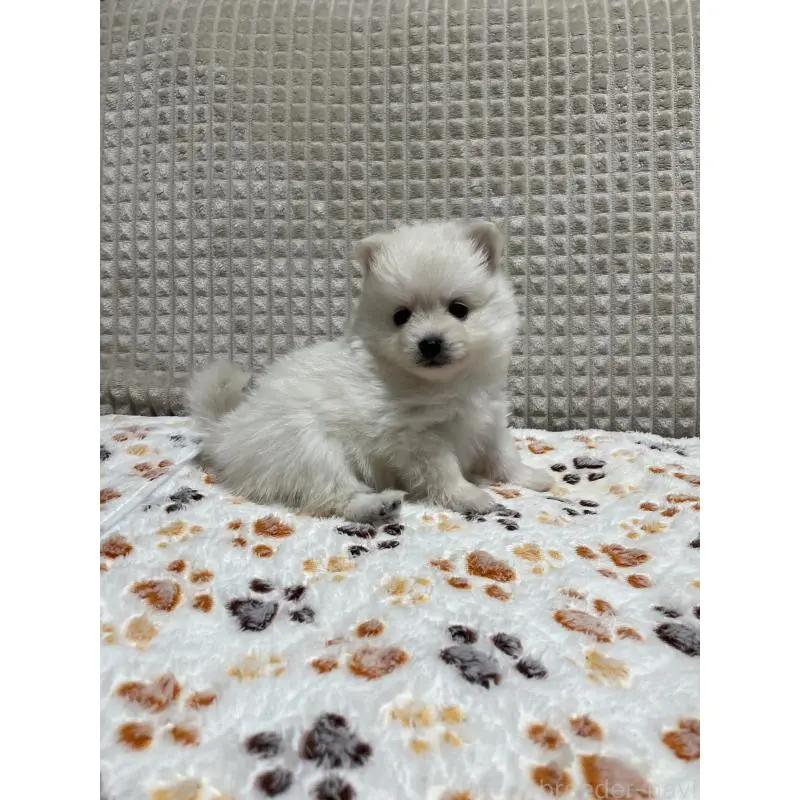 販売中の大阪府のポメラニアン-451703の7枚目