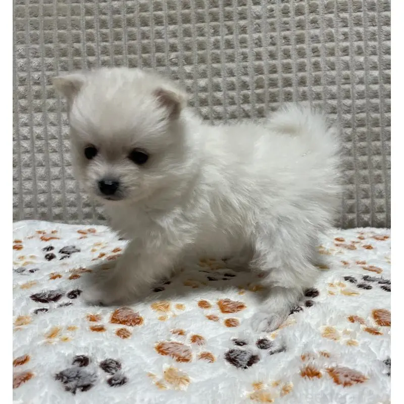 販売中の大阪府のポメラニアン-451703の6枚目