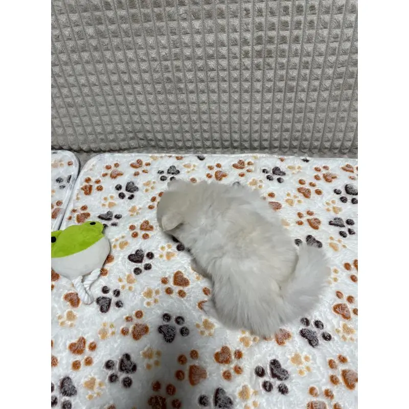 販売中の大阪府のポメラニアン-451703の5枚目