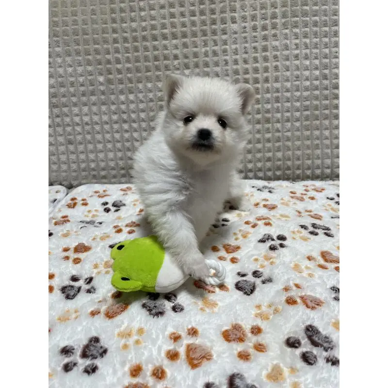 販売中の大阪府のポメラニアン-451703の4枚目