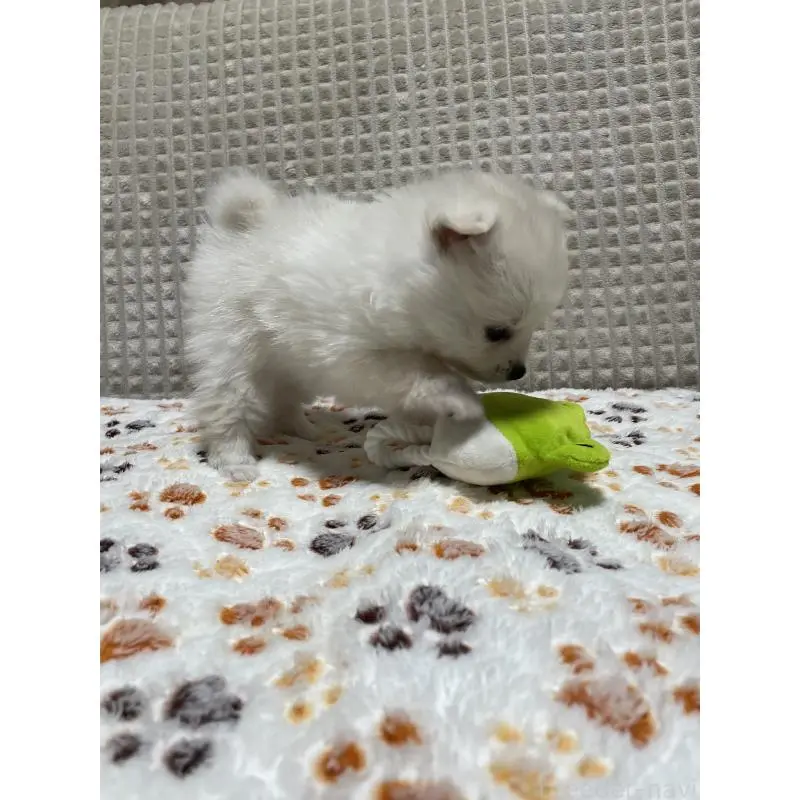 販売中の大阪府のポメラニアン-451703の3枚目