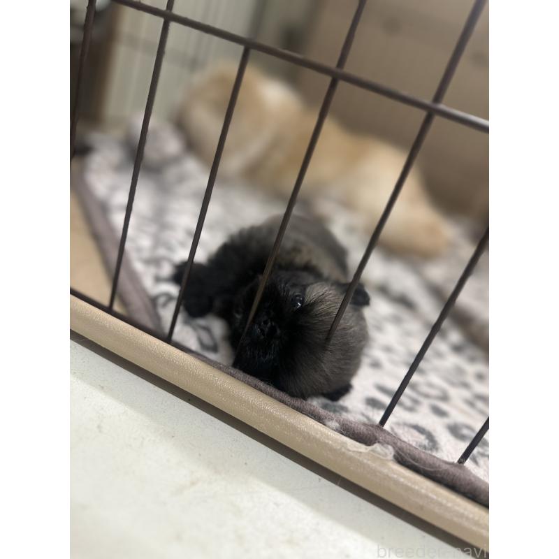 販売中の神奈川県のペキニーズ-451704の3枚目