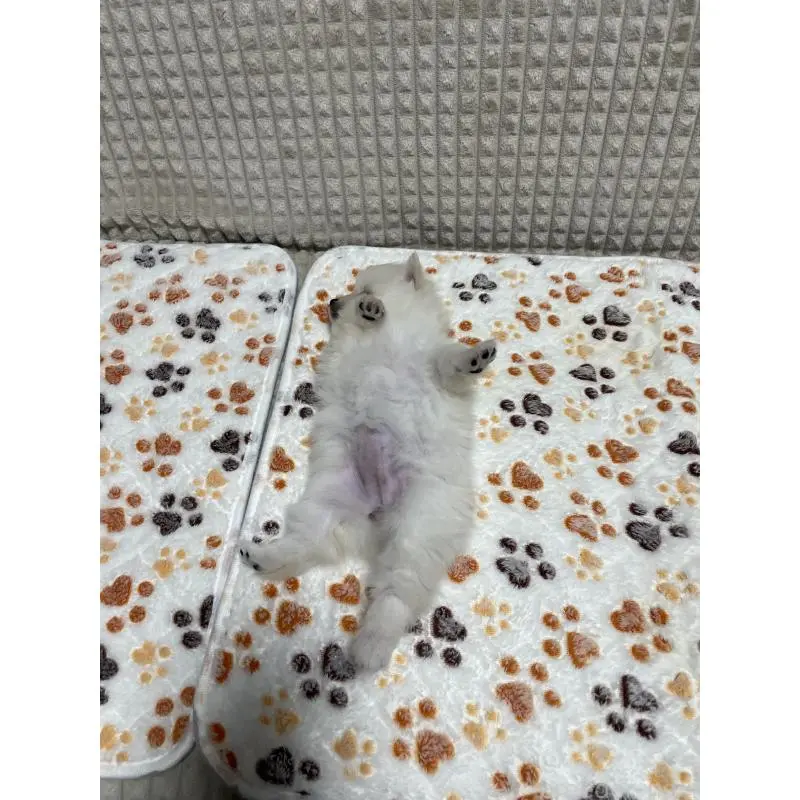 販売中の大阪府のポメラニアン-451703の2枚目