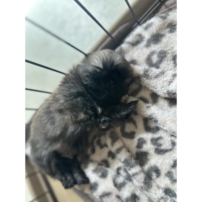 販売中の神奈川県のペキニーズ-451704の2枚目