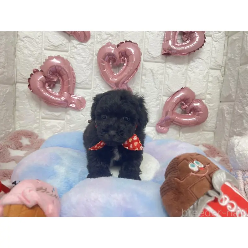 販売中の茨城県のビションプー:ビションフリーゼ×トイプードル-451712の6枚目