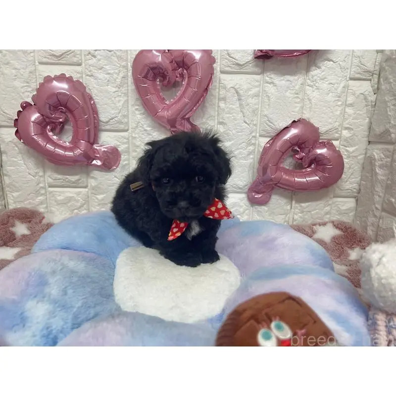 販売中の茨城県のビションプー:ビションフリーゼ×トイプードル-451712の5枚目