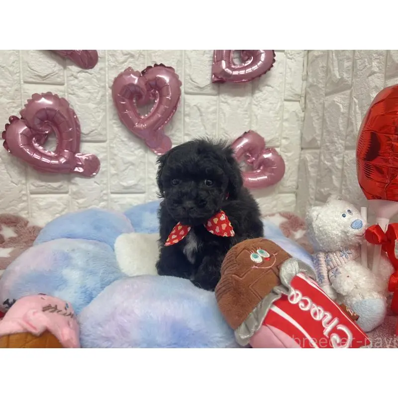 販売中の茨城県のビションプー:ビションフリーゼ×トイプードル-451712の3枚目