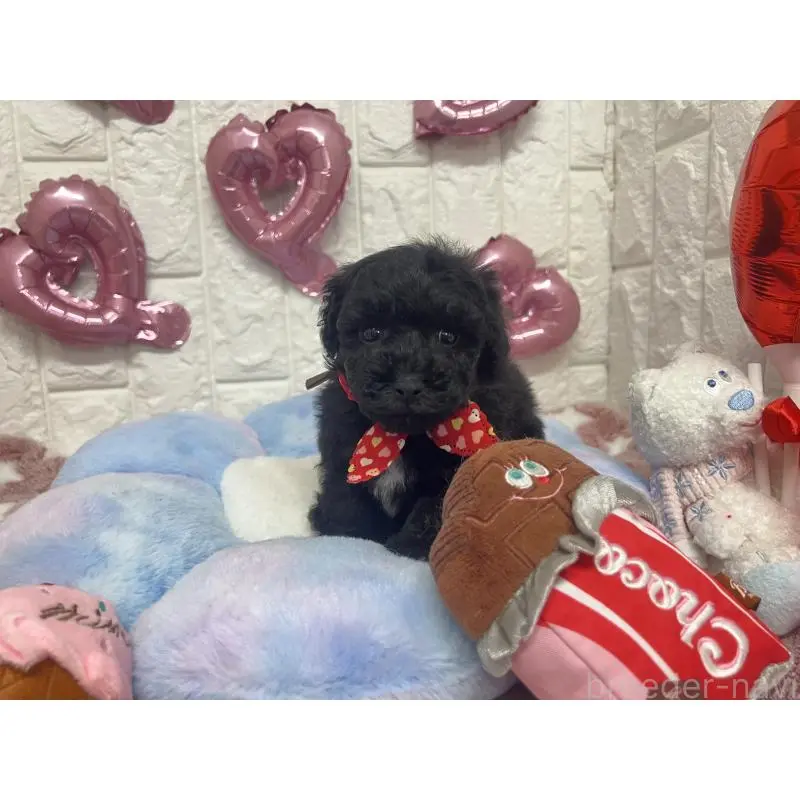 販売中の茨城県のビションプー:ビションフリーゼ×トイプードル-451712の2枚目