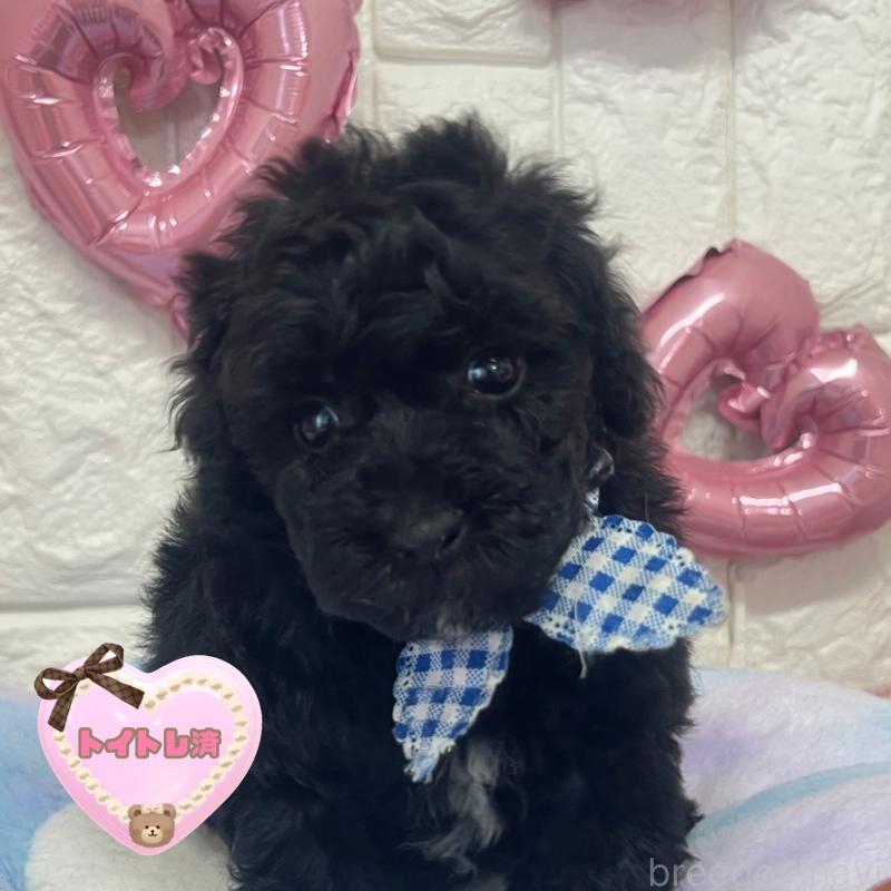 販売中の茨城県のビションプー:ビションフリーゼ×トイプードル-451714