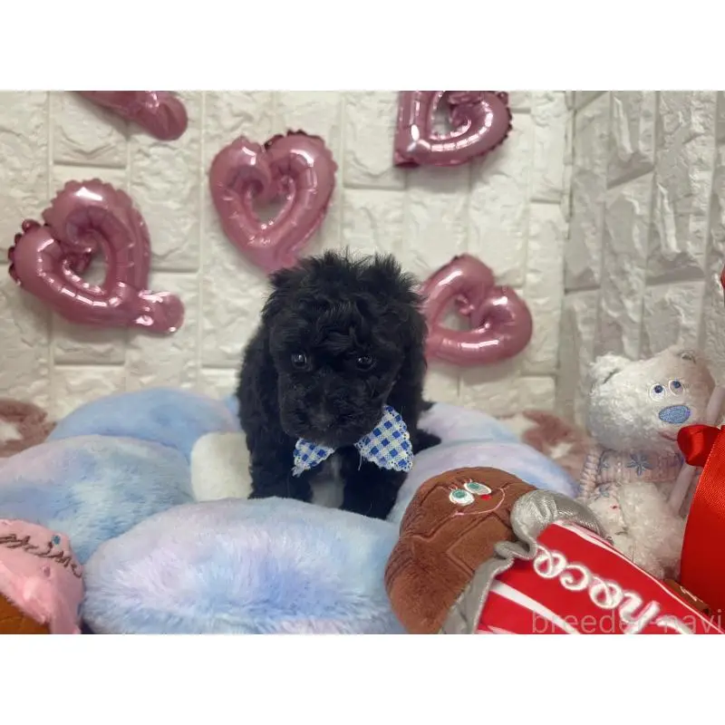 販売中の茨城県のビションプー:ビションフリーゼ×トイプードル-451714の4枚目