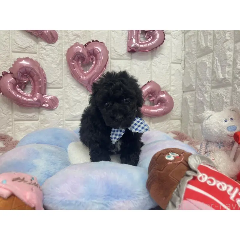 販売中の茨城県のビションプー:ビションフリーゼ×トイプードル-451714の3枚目