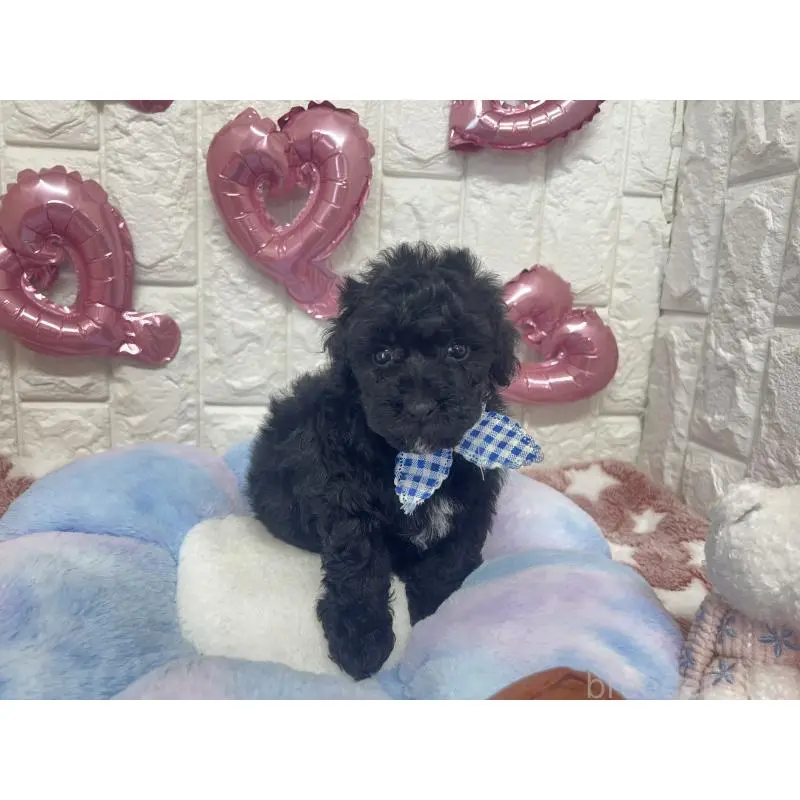 販売中の茨城県のビションプー:ビションフリーゼ×トイプードル-451714の2枚目