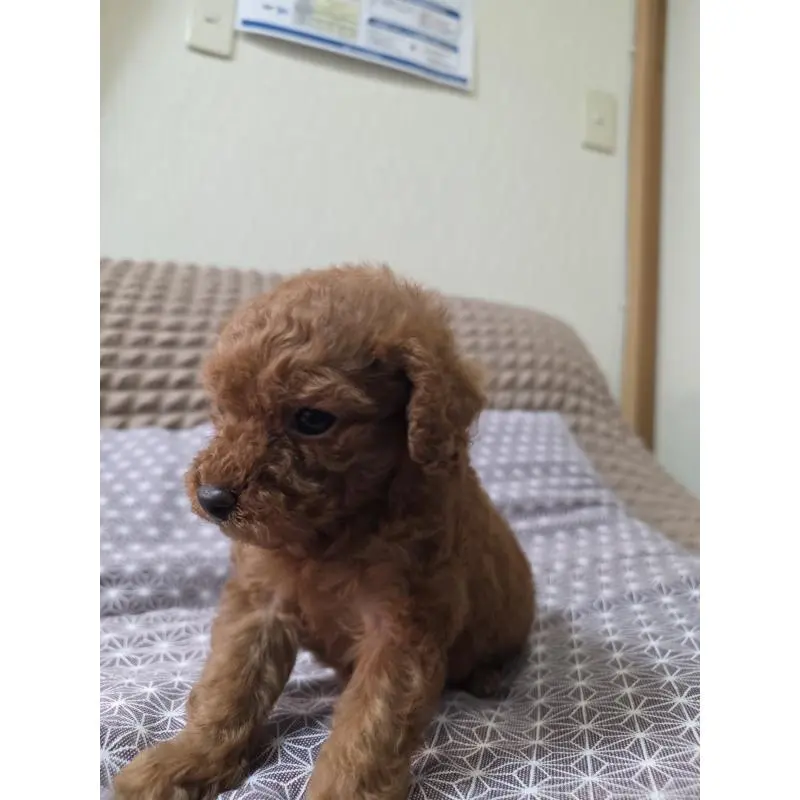 販売中の埼玉県のタイニープードル-451716の10枚目