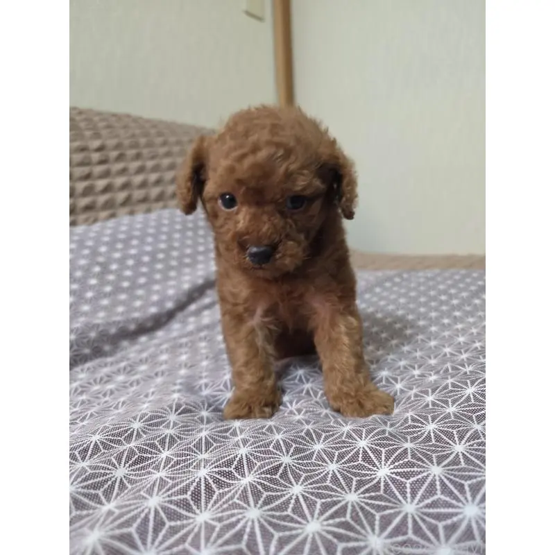 販売中の埼玉県のタイニープードル-451716の9枚目