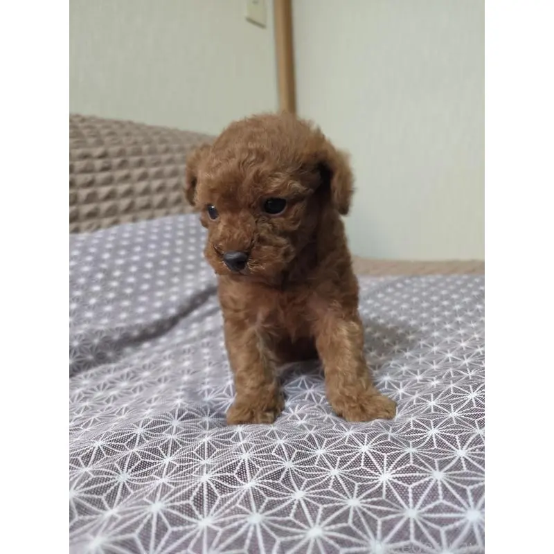 販売中の埼玉県のタイニープードル-451716の8枚目