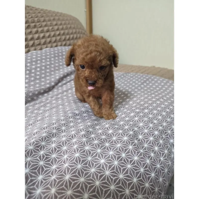 販売中の埼玉県のタイニープードル-451716の7枚目