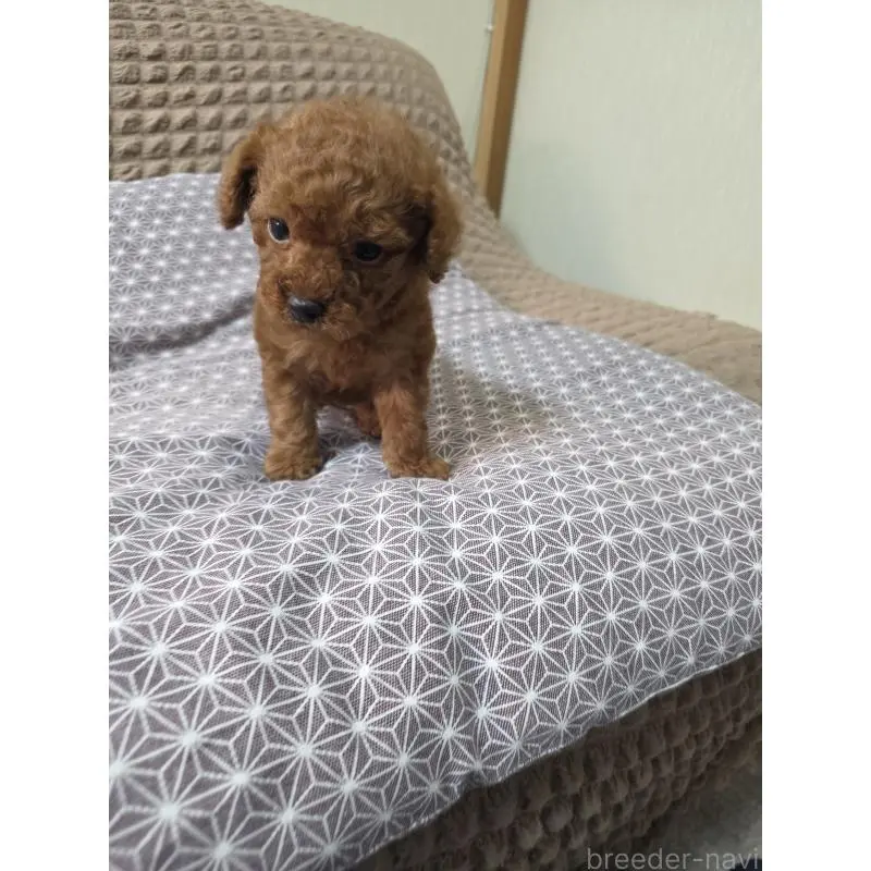 販売中の埼玉県のタイニープードル-451716の6枚目