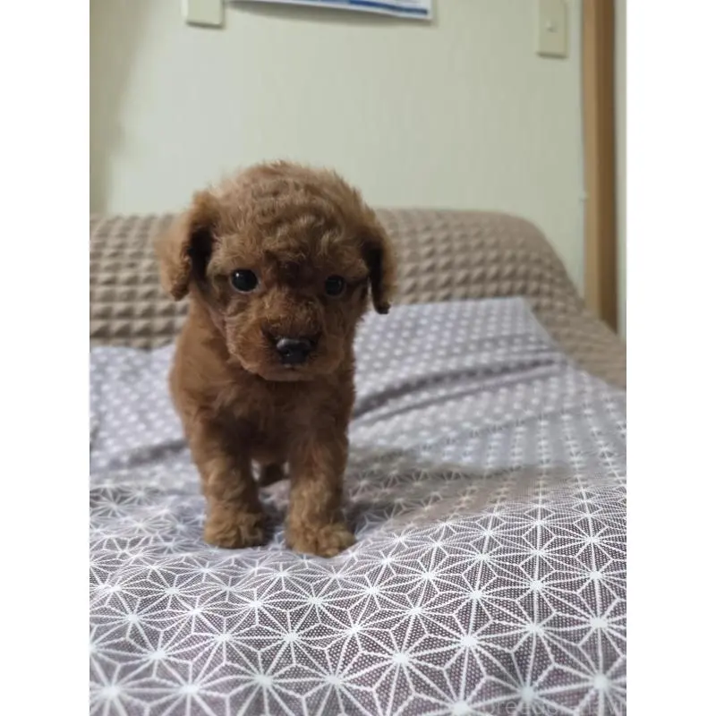 販売中の埼玉県のタイニープードル-451716の5枚目