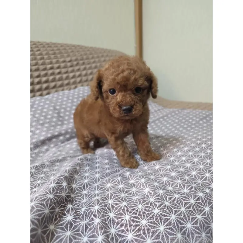 販売中の埼玉県のタイニープードル-451716の4枚目
