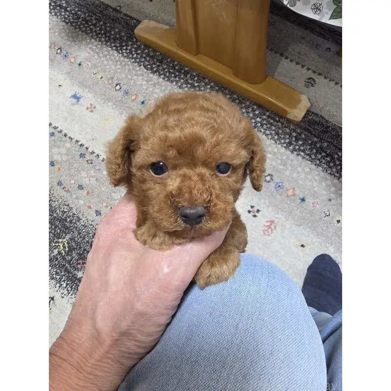 販売中の埼玉県のタイニープードル-451716の3枚目