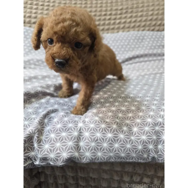 販売中の埼玉県のタイニープードル-451716の2枚目