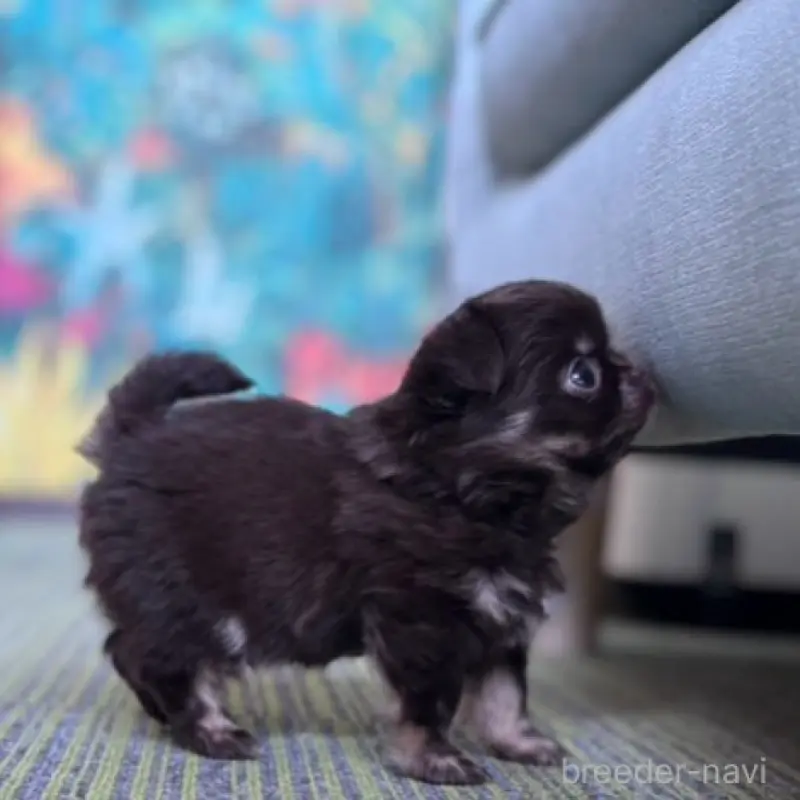 販売中の石川県のチワワ(ロングコート)-451717の8枚目