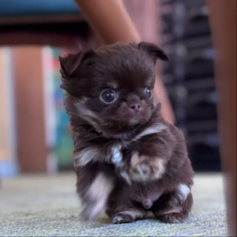 販売中の石川県のチワワ(ロングコート)-451717の7枚目