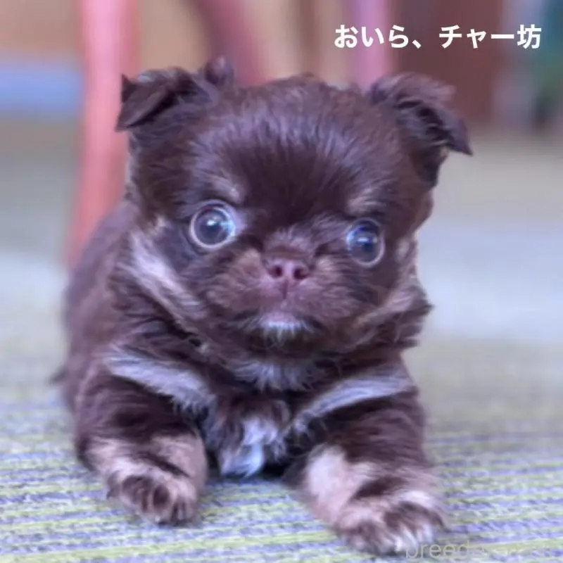 販売中の石川県のチワワ(ロングコート)-451717の6枚目