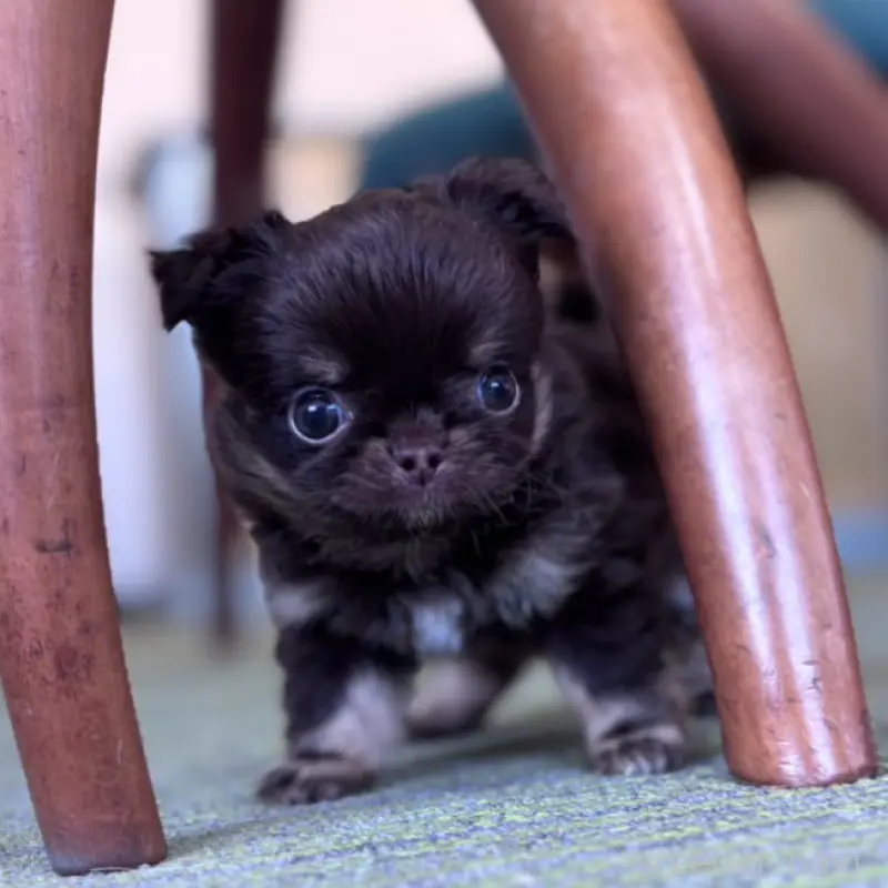 販売中の石川県のチワワ(ロングコート)-451717の5枚目