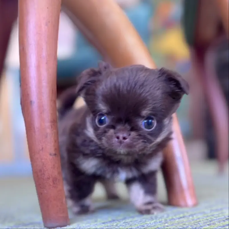販売中の石川県のチワワ(ロングコート)-451717の4枚目