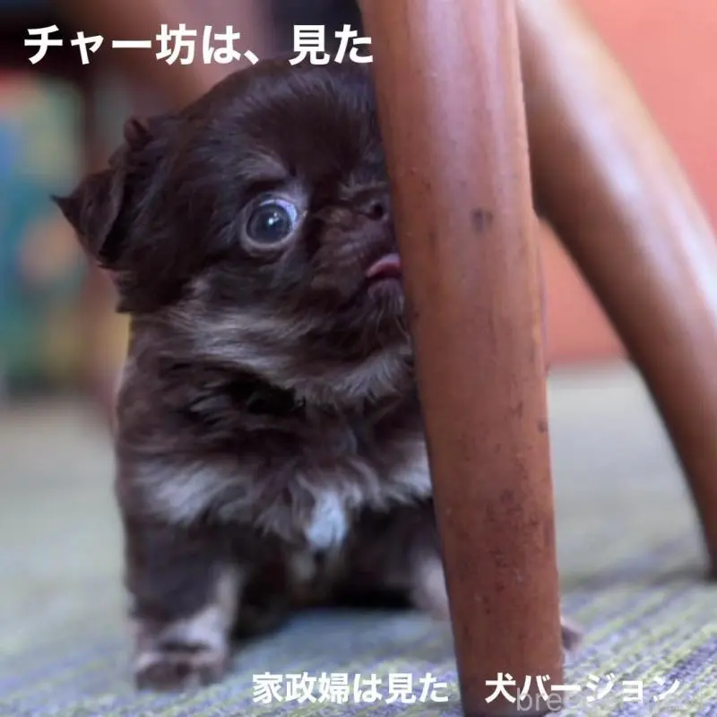 販売中の石川県のチワワ(ロングコート)-451717の3枚目