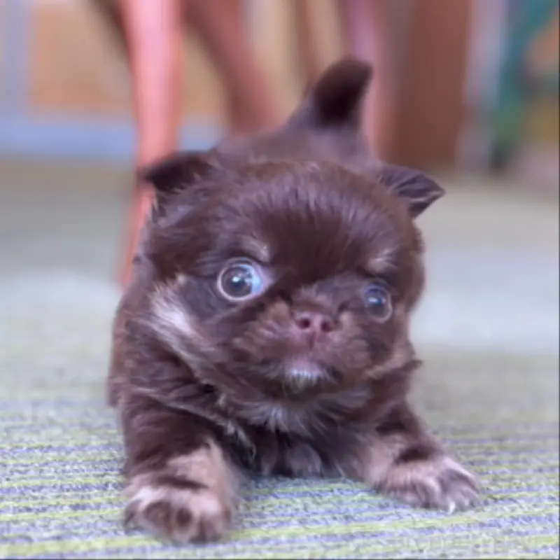 販売中の石川県のチワワ(ロングコート)-451717の2枚目