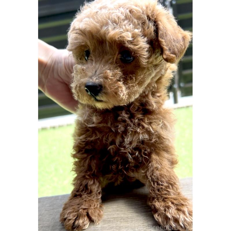 販売中の奈良県のタイニープードル-446944の4枚目