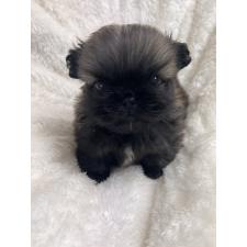 ♀︎ペキニーズ