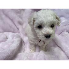 オンライン見学