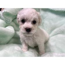 ♀︎ビションフリーゼ