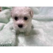 ♀︎ビションフリーゼ