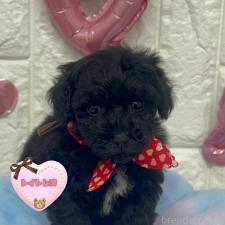 ♀︎ビションプー:ビションフリーゼ×トイプードル