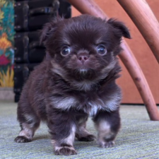 ♀︎チワワ(ロングコート)