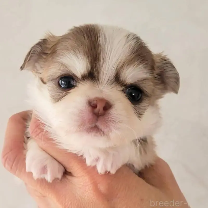 販売中の大阪府のチワワ(ロングコート)-451719