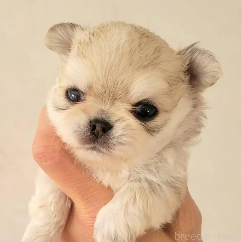 販売中の大阪府のチワワ(ロングコート)-451720