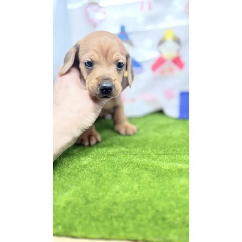 販売中の千葉県のミニチュアダックスフンド(スムースヘアード)-451723の6枚目