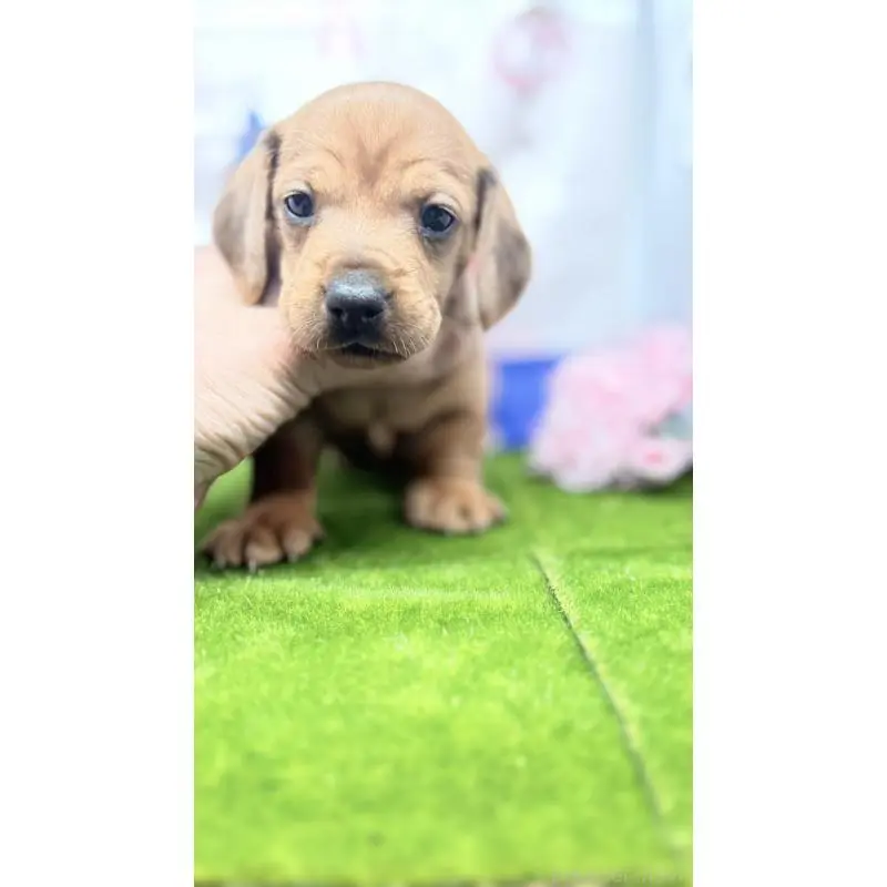 販売中の千葉県のミニチュアダックスフンド(スムースヘアード)-451723の5枚目