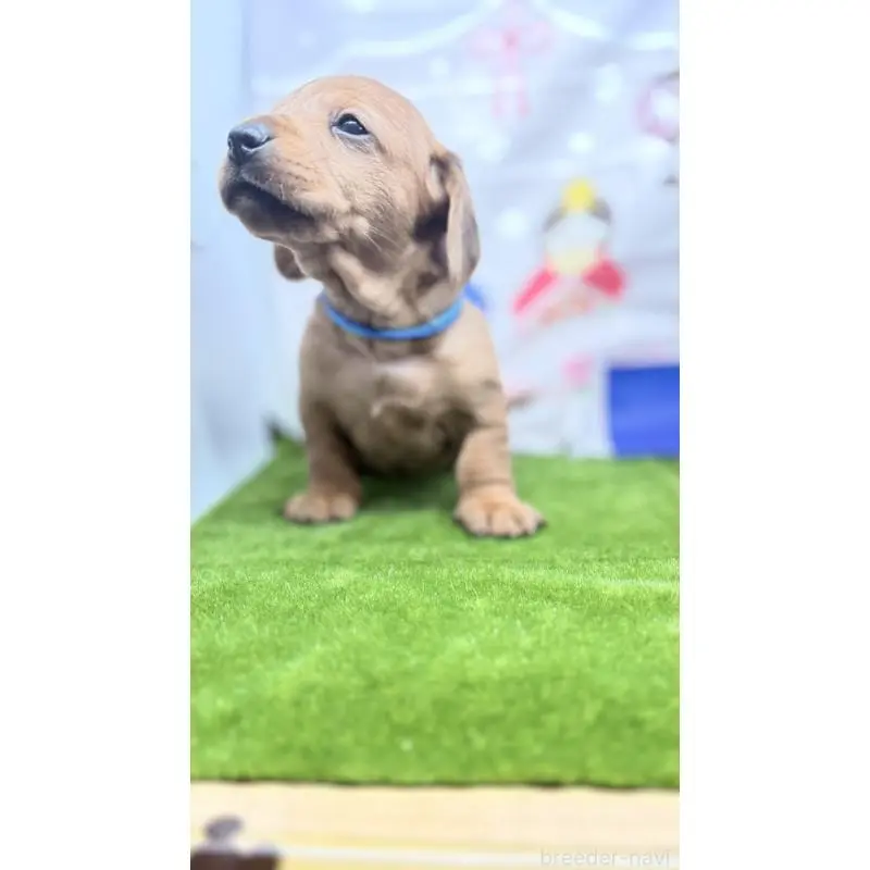 販売中の千葉県のミニチュアダックスフンド(スムースヘアード)-451723の4枚目