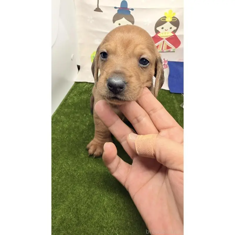 販売中の千葉県のミニチュアダックスフンド(スムースヘアード)-451723の2枚目