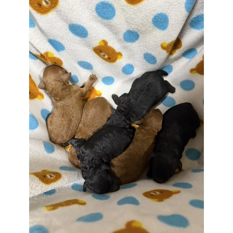 販売中の和歌山県のトイプードル-451724の2枚目